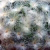 Mammillaria_ plumosa _05